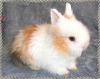 Coniglietto tsta di leone